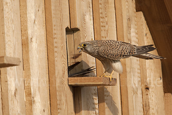 Turmfalke (Falco tinnunculus)