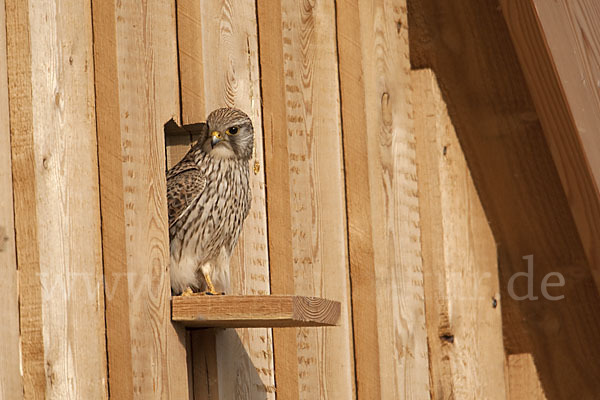 Turmfalke (Falco tinnunculus)