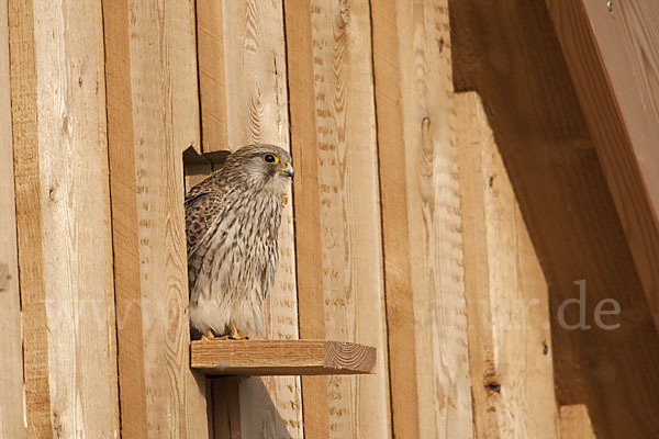 Turmfalke (Falco tinnunculus)