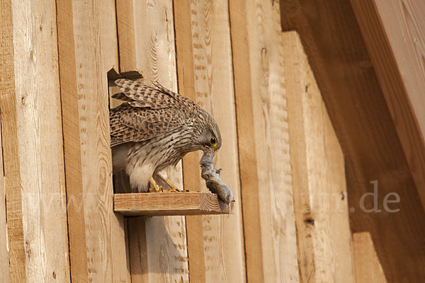 Turmfalke (Falco tinnunculus)