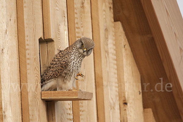 Turmfalke (Falco tinnunculus)