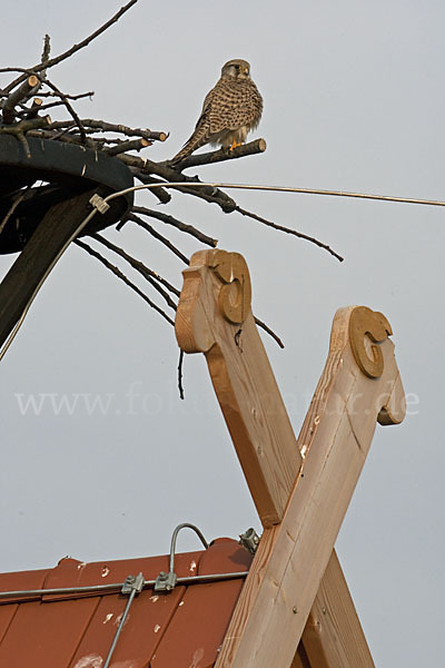 Turmfalke (Falco tinnunculus)