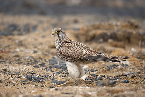 Turmfalke (Falco tinnunculus)