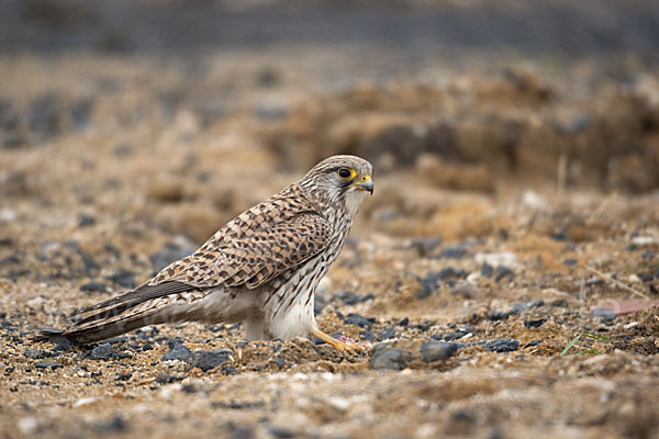 Turmfalke (Falco tinnunculus)