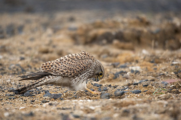 Turmfalke (Falco tinnunculus)