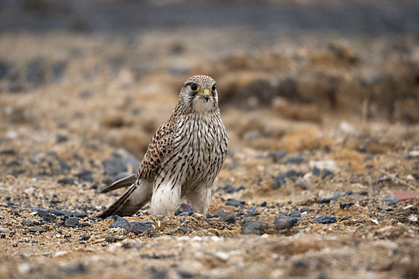 Turmfalke (Falco tinnunculus)