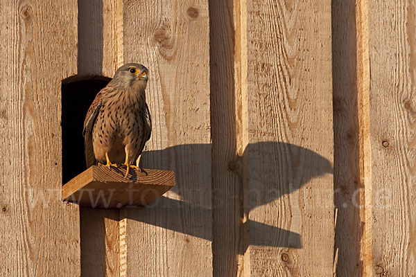 Turmfalke (Falco tinnunculus)