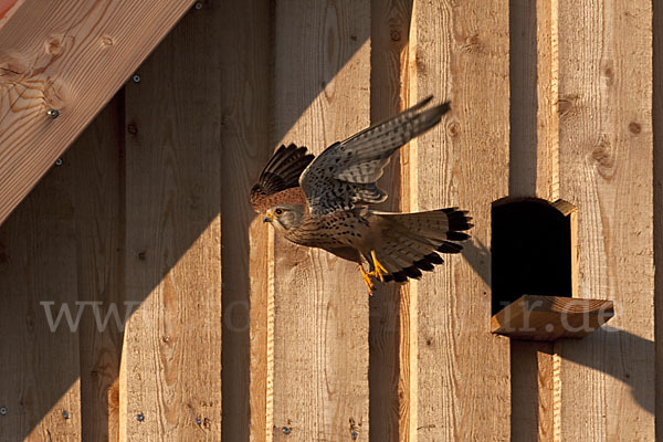 Turmfalke (Falco tinnunculus)