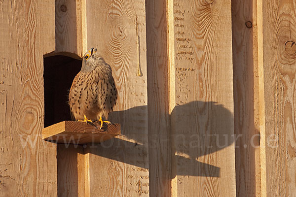 Turmfalke (Falco tinnunculus)