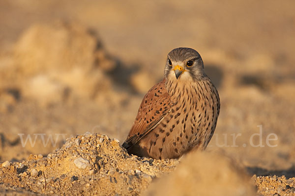 Turmfalke (Falco tinnunculus)