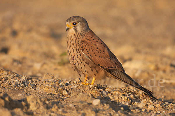 Turmfalke (Falco tinnunculus)