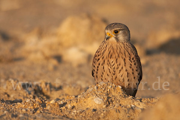 Turmfalke (Falco tinnunculus)