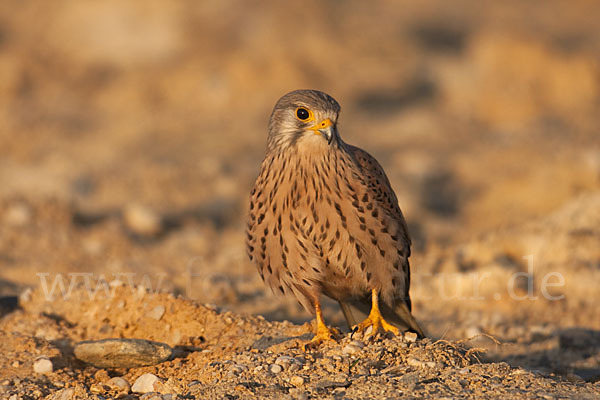 Turmfalke (Falco tinnunculus)