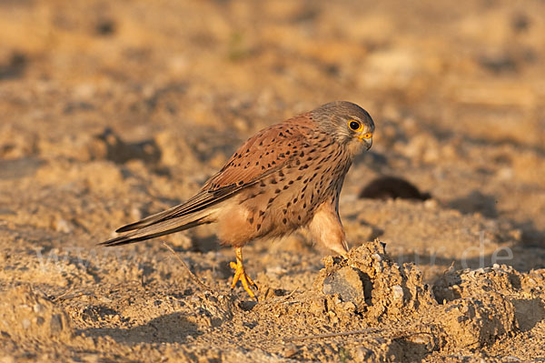 Turmfalke (Falco tinnunculus)