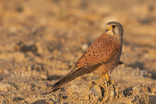 Turmfalke (Falco tinnunculus)