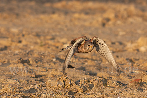 Turmfalke (Falco tinnunculus)