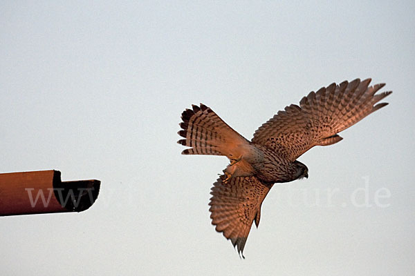 Turmfalke (Falco tinnunculus)