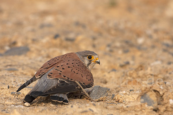 Turmfalke (Falco tinnunculus)