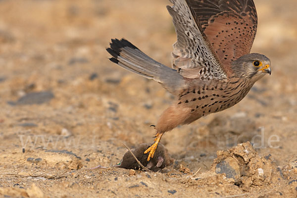 Turmfalke (Falco tinnunculus)