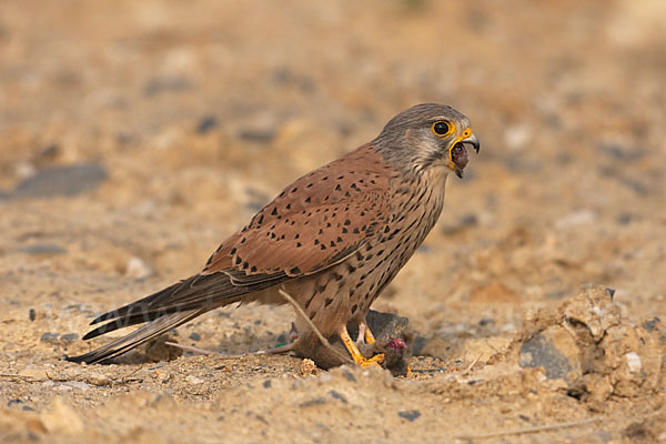 Turmfalke (Falco tinnunculus)