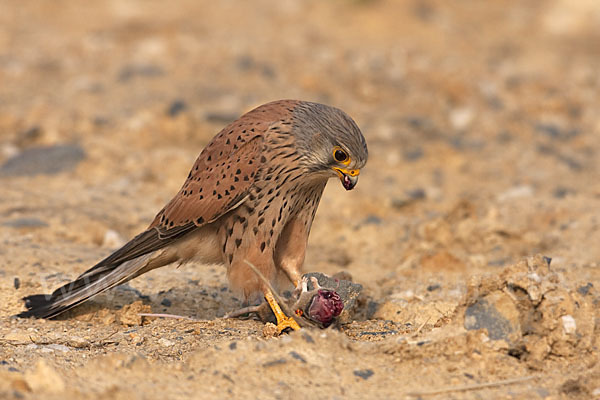 Turmfalke (Falco tinnunculus)