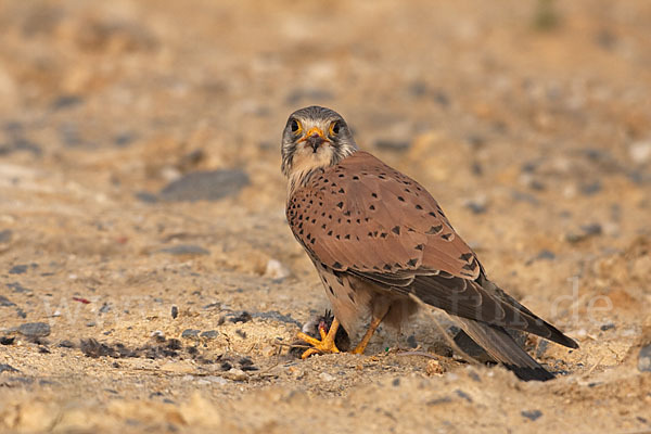 Turmfalke (Falco tinnunculus)