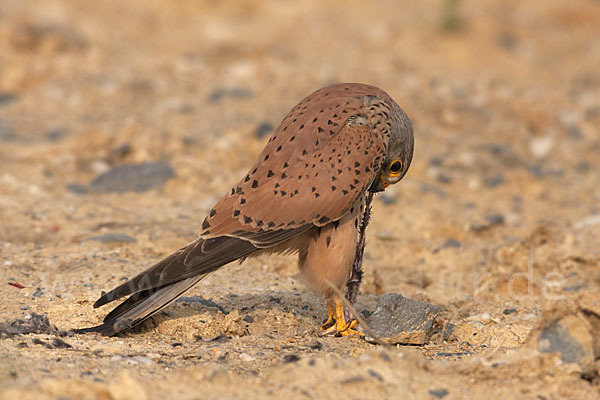 Turmfalke (Falco tinnunculus)