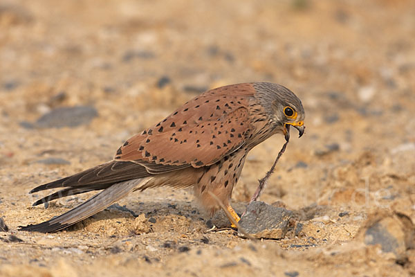 Turmfalke (Falco tinnunculus)