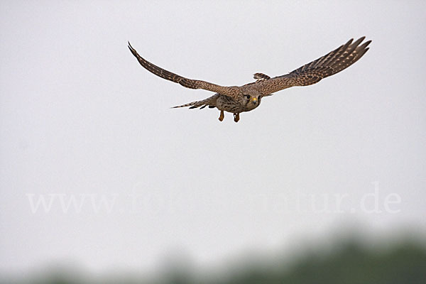 Turmfalke (Falco tinnunculus)