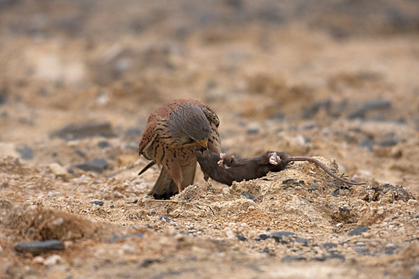 Turmfalke (Falco tinnunculus)