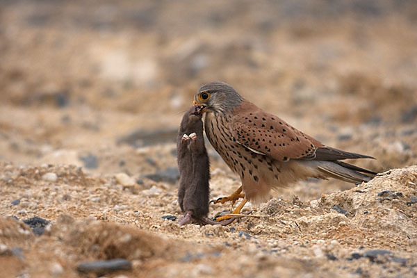 Turmfalke (Falco tinnunculus)