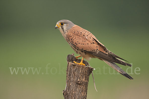 Turmfalke (Falco tinnunculus)