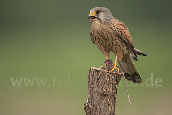 Turmfalke (Falco tinnunculus)