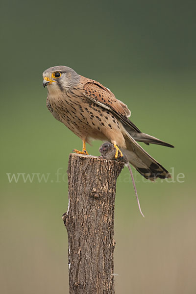 Turmfalke (Falco tinnunculus)