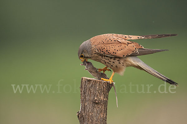 Turmfalke (Falco tinnunculus)