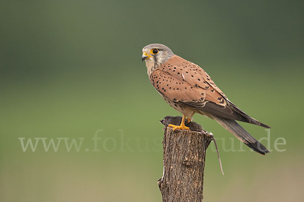 Turmfalke (Falco tinnunculus)