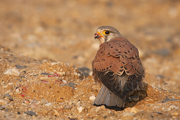 Turmfalke (Falco tinnunculus)