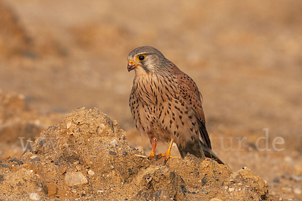 Turmfalke (Falco tinnunculus)