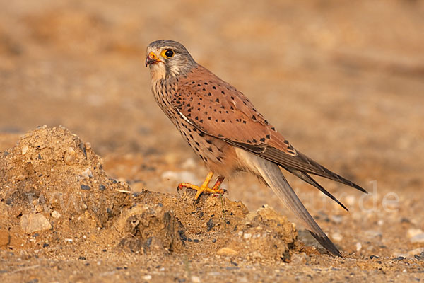 Turmfalke (Falco tinnunculus)