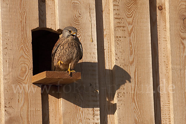 Turmfalke (Falco tinnunculus)