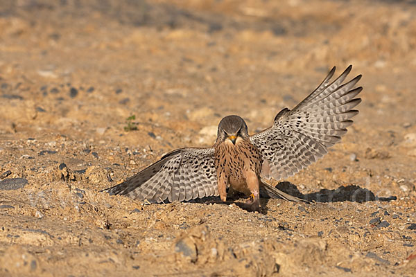 Turmfalke (Falco tinnunculus)