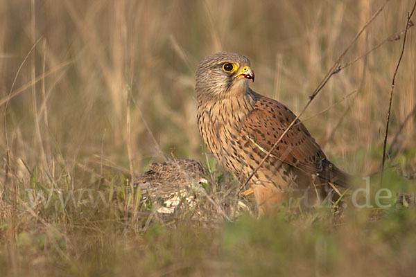 Turmfalke (Falco tinnunculus)