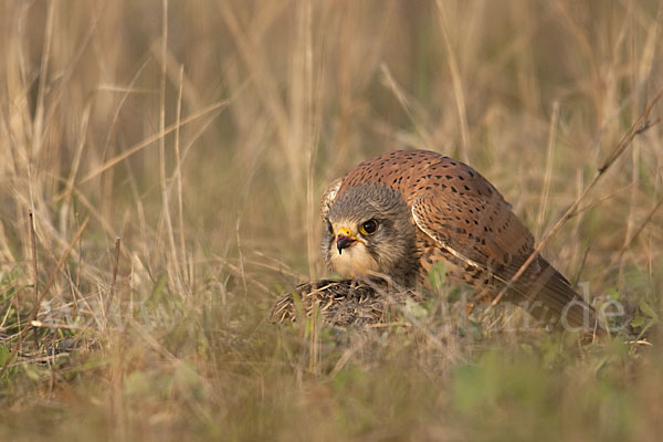 Turmfalke (Falco tinnunculus)