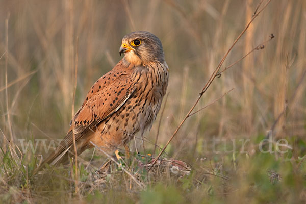 Turmfalke (Falco tinnunculus)