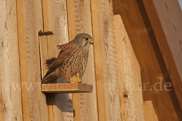 Turmfalke (Falco tinnunculus)