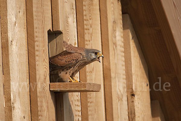 Turmfalke (Falco tinnunculus)