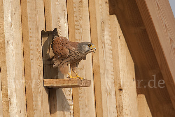 Turmfalke (Falco tinnunculus)