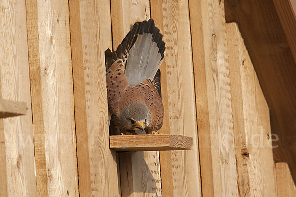 Turmfalke (Falco tinnunculus)