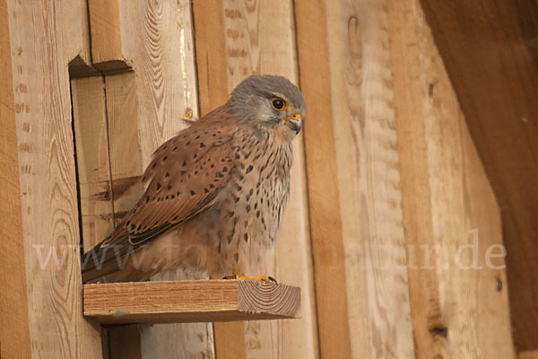 Turmfalke (Falco tinnunculus)