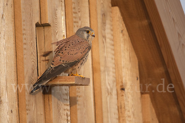 Turmfalke (Falco tinnunculus)